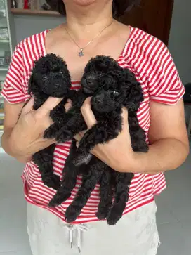 Poodle Toy Puppies