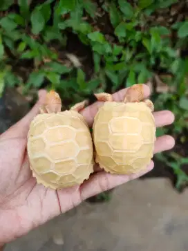 SULCATA ALBINO UDA SIZE 6-6,5 cm BODY MEKAR ANTI LEMBEK