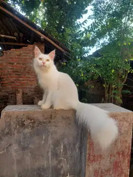 Mainecoon Jantan