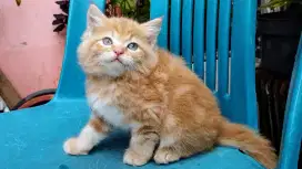 Kucing persia kitten