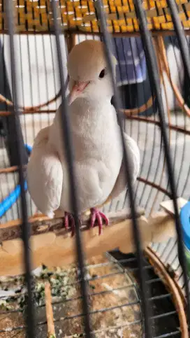 Burung Puter Putih Mata Merah