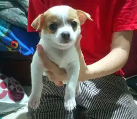 Anjing Chihuahua | Puppies | Jantan | White Choco