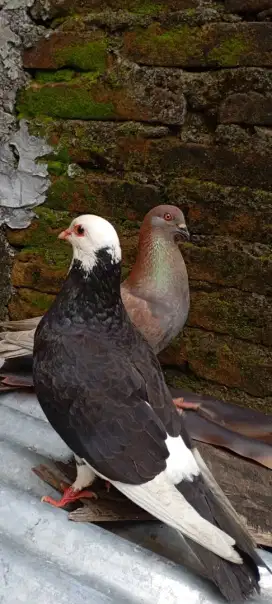 Burung merpati doro giring templek