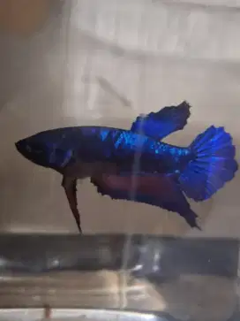 Ikan cupang male giant avatar