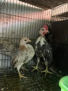 Ayam serama 1 pasang