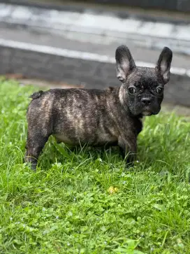 French bulldog puppy