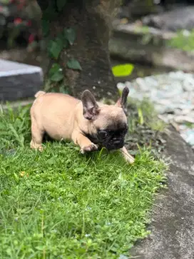 French bulldog puppy betina