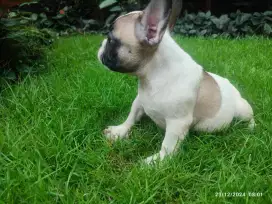 French bulldog puppy