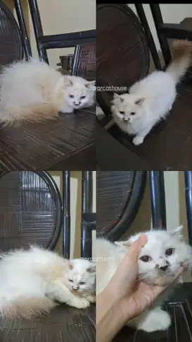 KUCING MUNCHKIN NS HIMALAYA