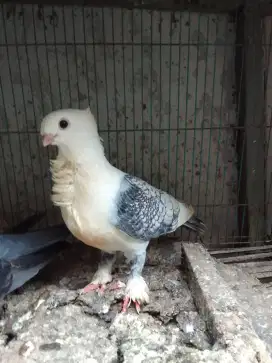 Merpati hias santinet jantan