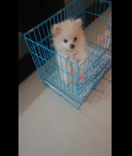 Anjing minipom jantan