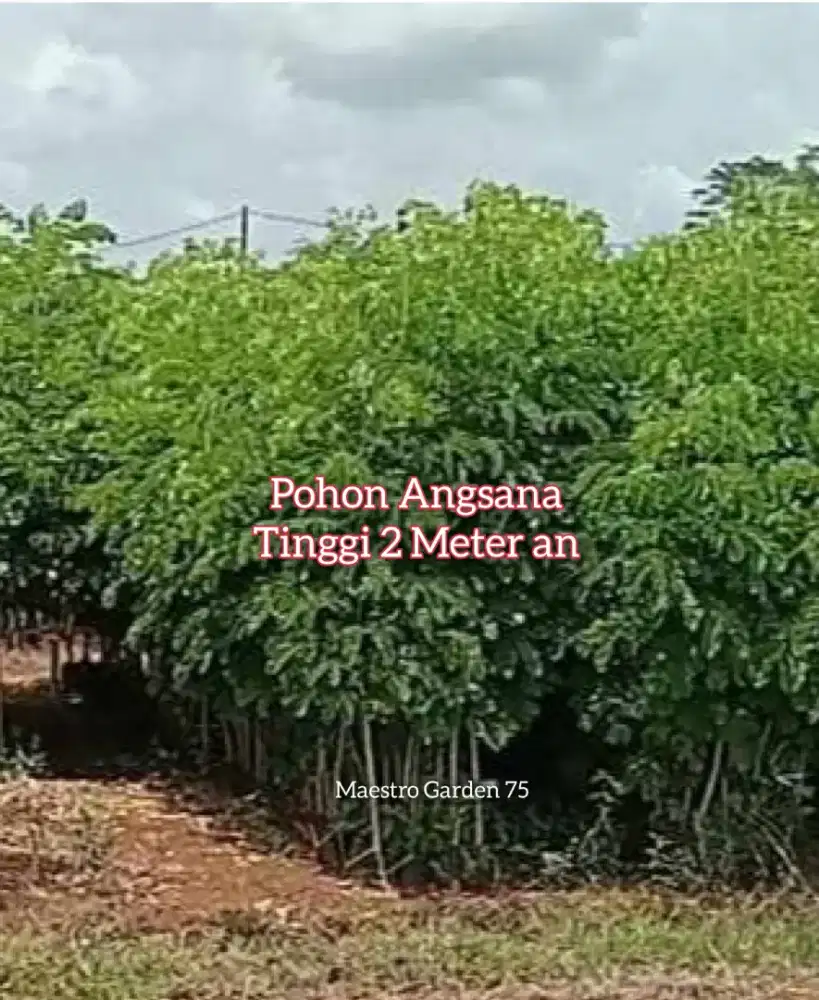 Angsana Bibit Kayu Tinggi 2 Meter an