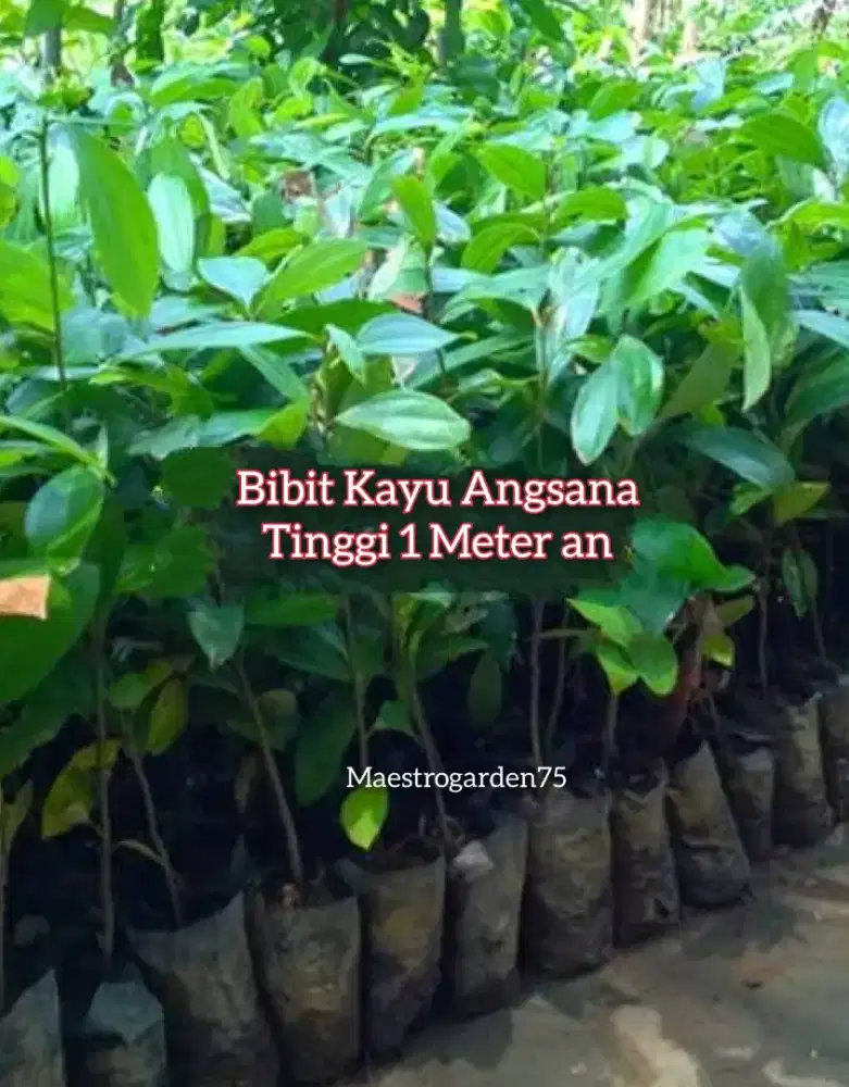 Angsana Bibt Kayu Tinggi 1 Meter an