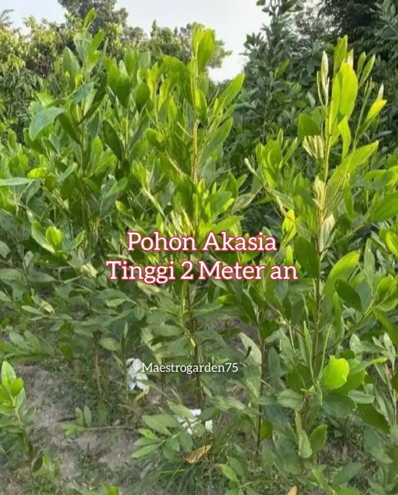 Akasia Bibir  Pohon Tinggi 2 Meter an