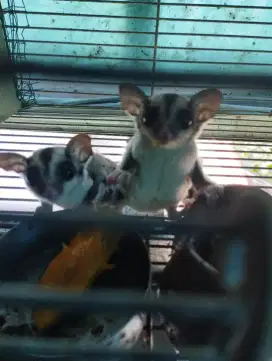 Sugar Glider sepasang usia 2,5 bulan