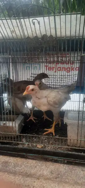 Pitik Ayam Ketawa