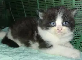 kitten flatnose hitam putih