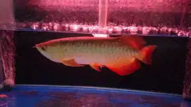 Lg bu jual aja ikan arwana golden red serti pulset uk ikan 40 cm,