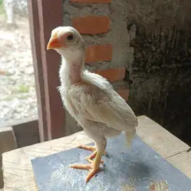 Ayam ekor lidi ori