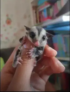 Sugar glider classic grey joey 2 ekor