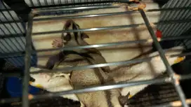 Sugar Glider Classic Grey 1 pasang 2 ekor