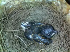 Anak burung murai batu.