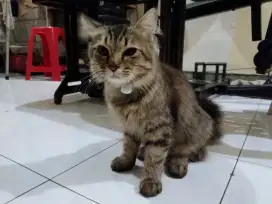 Kucing mainecoon  mix