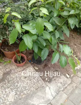 Tanaman Cincau Hijau