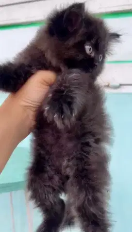 Kitten Persia Hitam Gembul