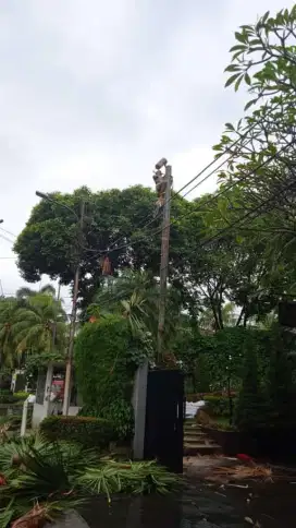 Jasa Tebang pohon jabodetabek