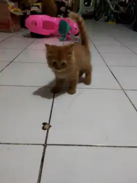 Kitten Persimed jantan