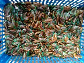 Kerang hijau fresh Muara Angke