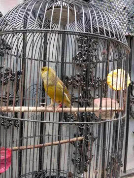 Burung kenari AF ijo botol silangan YS lokal x AF gacor darr derr dorr