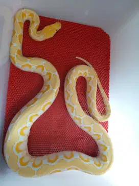 Ular Albino White Pase || WP Albino