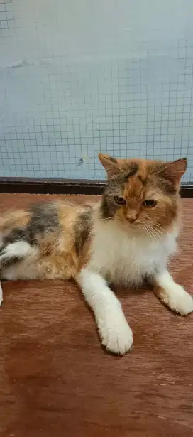 Kucing persia medium belang telon betina