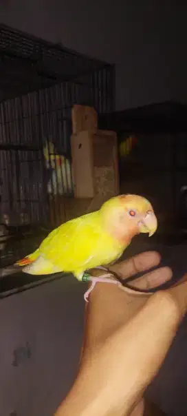 Lovebird lutino mm non klep jinak pol