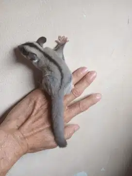 Sugar glider Clasic grey