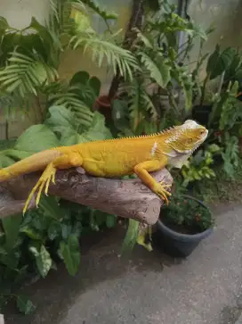 Iguana green albino