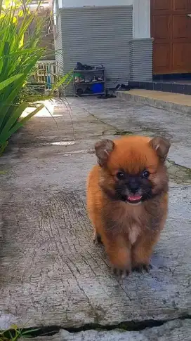 Anjing Minipom lucu