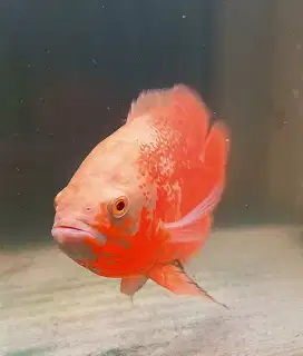 Ikan oscar albino red nemo female jumbo