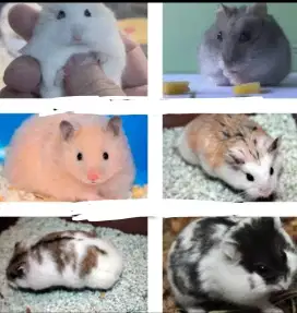 Hamster pecenongan