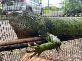 Iguana hijau dewasa