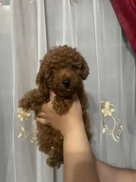 Red toy poodle cakep