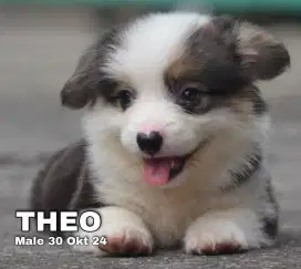 Corgi anjing puppy