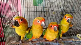 Burung sun conure Lolohan