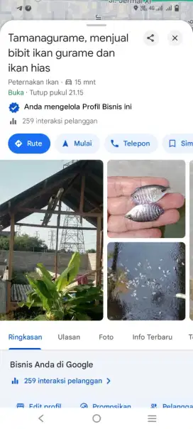 Jual bibit ikan gurame