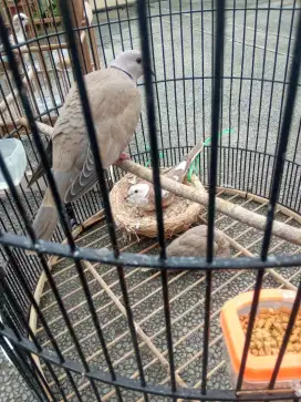 Di jual burung puter induk dan anak nya