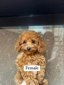 DIJUAL CEPAT ANAKAN RED POODLE