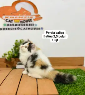 Kucing kitten luucu lucu gemoy gemoy bisa diantar