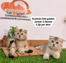 Kucing kitten lucu lucu geemoy gemoy bisa diantar